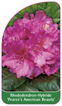 Rhododendron-Hybride 'Pearce's American Beauty'