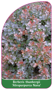 Berberis thunbergii 'Atropurpurea Nana'