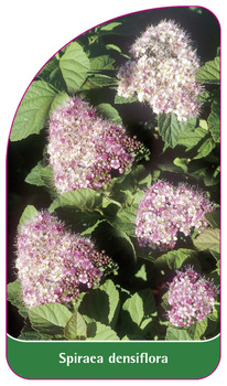 Spiraea densiflora