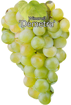 Diemetra vinná réva