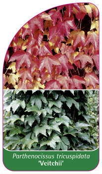 Parthenocissus tricuspidata 'Veitchii'