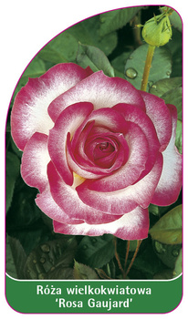 Velkokvětá růže `Rosa Gaujard'