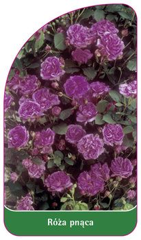 Růže z vinné révy č. 317 A