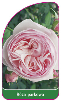 Park rose No. 403