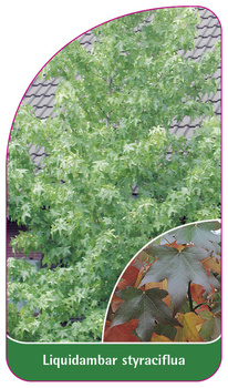 Liquidambar styraciflua