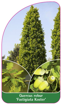 Quercus robur 'Fastigiata Koster'