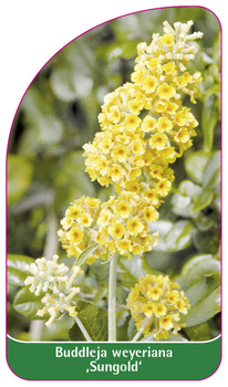 Buddleia weyeriana 'Sungold'