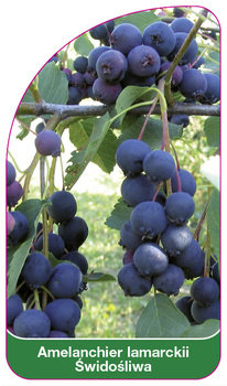 Amelanchier lamarckii Břečťan obecný