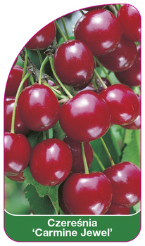 Třešeň 'Carmine Jewel'