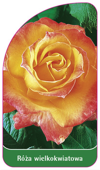 Velkokvětá růže č. 217