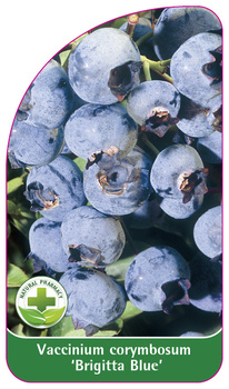 Vaccinium corymbosum 'Brigitta Blue'