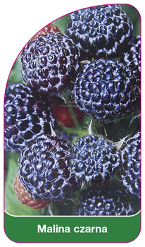Černá malina
