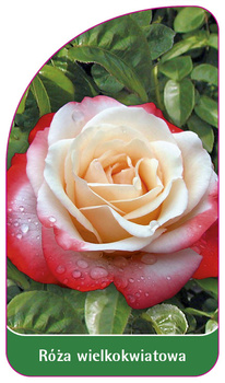 Velkokvětá růže č. 236