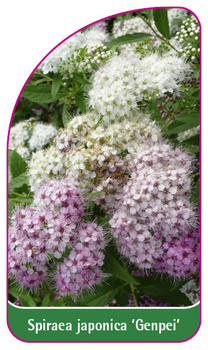 Spiraea japonica 'Genpei'