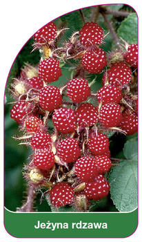 Rustikální ostružina