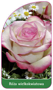 Velkokvětá růže č. 244