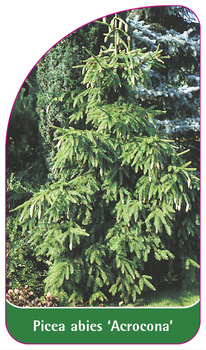 Picea abies 'Acrocona'