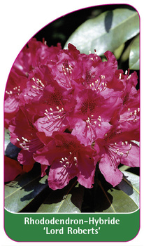 Rhododendron-Hybride 'Lord Roberts'