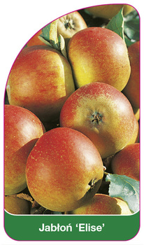 Jabloň 'Elise'