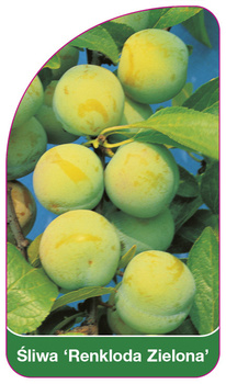 Švestka 'Renkloda Green'