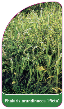 Phalaris arundinacea 'Picta'