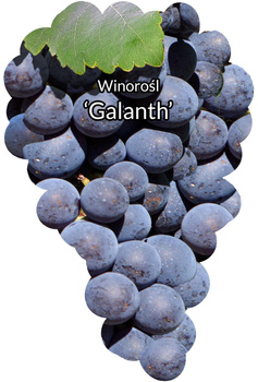 Galantská réva