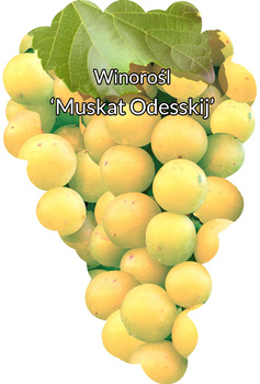 Muškát Odessa vinná réva