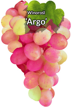 Vinná réva Argo