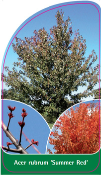 Acer rubrum 'Summer Red'