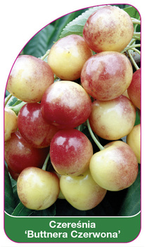 Třešeň 'Buttnera Red'