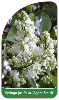 Syringa josiflexa 'Agnes Smith'