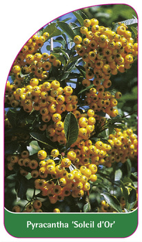 Pyracantha 'Soleil d'Or'