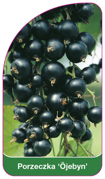 Rybíz 'Öjebyn'
