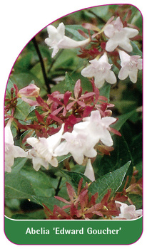 Abelia 'Edward Goucher'