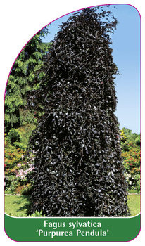 Fagus sylvatica 'Purpurea Pandula'