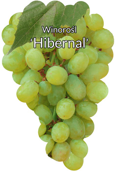 Vinná réva Hibernal