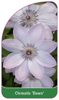 Clematis 'Dawn'
