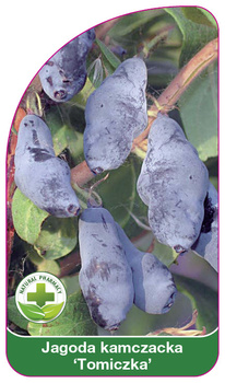 Kamčatské bobule 'Tomichka'