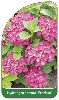 Hydrangea serrata 'Preziosa'