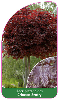 Acer platanoides 'Crimson Sentry'