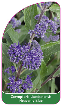 Caryopteris clandonensis 'Heavenly Blue'