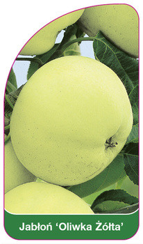 Jabloň 'Yellow Olive'