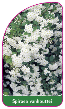 Spiraea vanhouttei