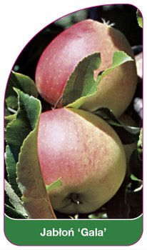 Jabloň Gala