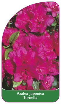 Azalea japonica 'Tornella'