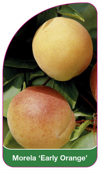 Meruňka 'Early Orange'