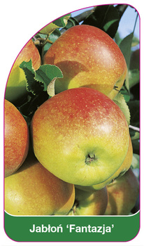 Jabloň 'Fantasia'