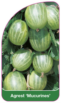 Angrešt 'Mucurines'