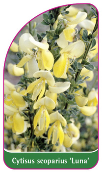 Cytisus scoparius 'Luna