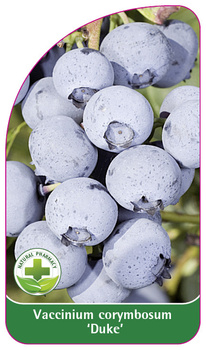 Vaccinium corymbosum 'Duke'